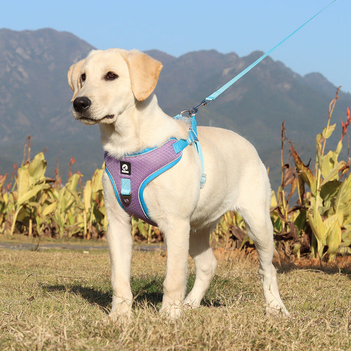 Discover the Comfort of the Breathable Adjustable Pet Harness With Leash