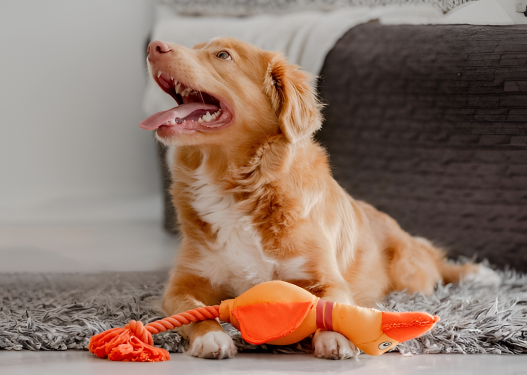 Why Interactive Toys Are Essential for Happy Pets