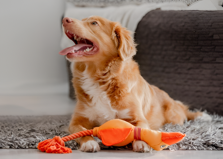 Why Interactive Toys Are Essential for Happy Pets