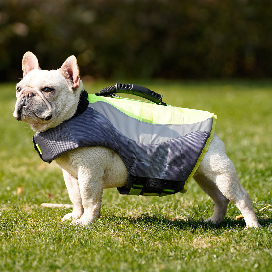 Reflective Pet Swimsuit And Life Jacket