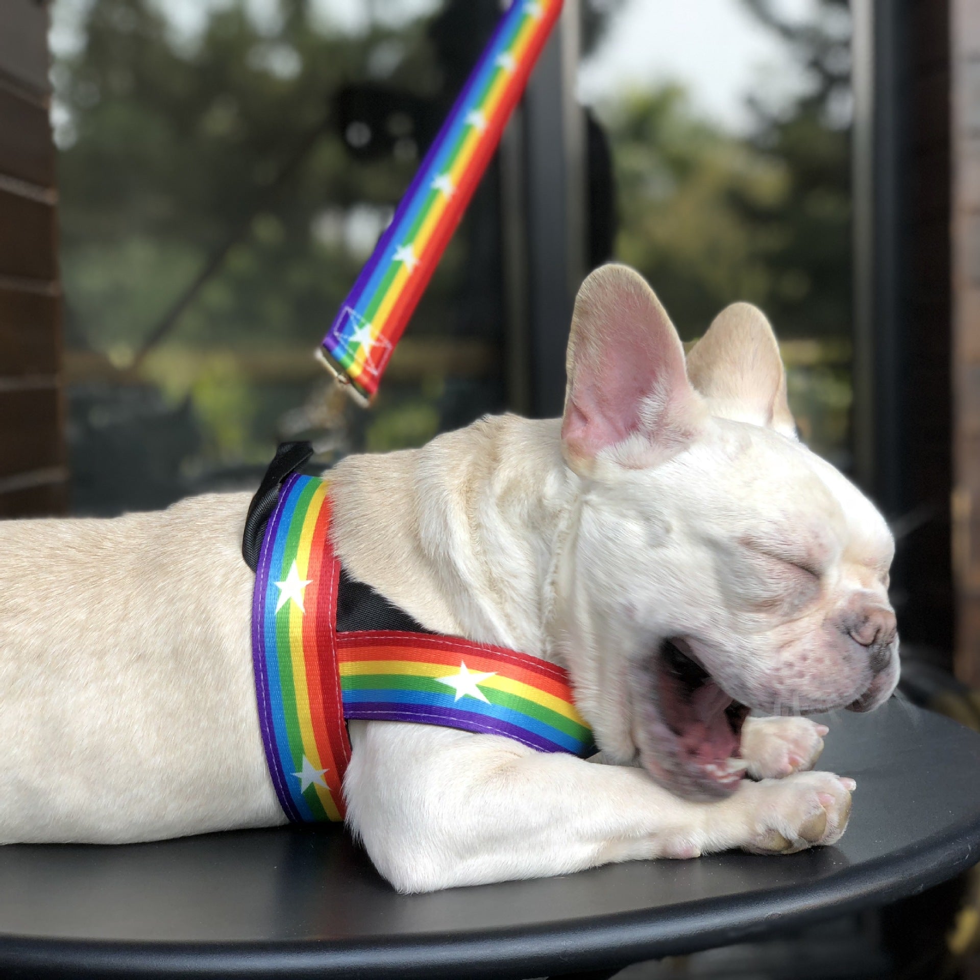 Pet Rainbow Style Cool Chain Leash