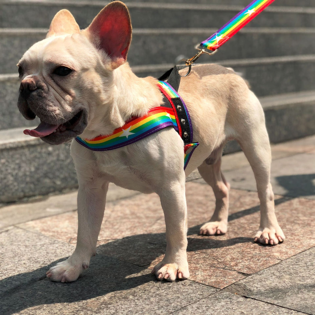 Pet Rainbow Style Cool Chain Leash