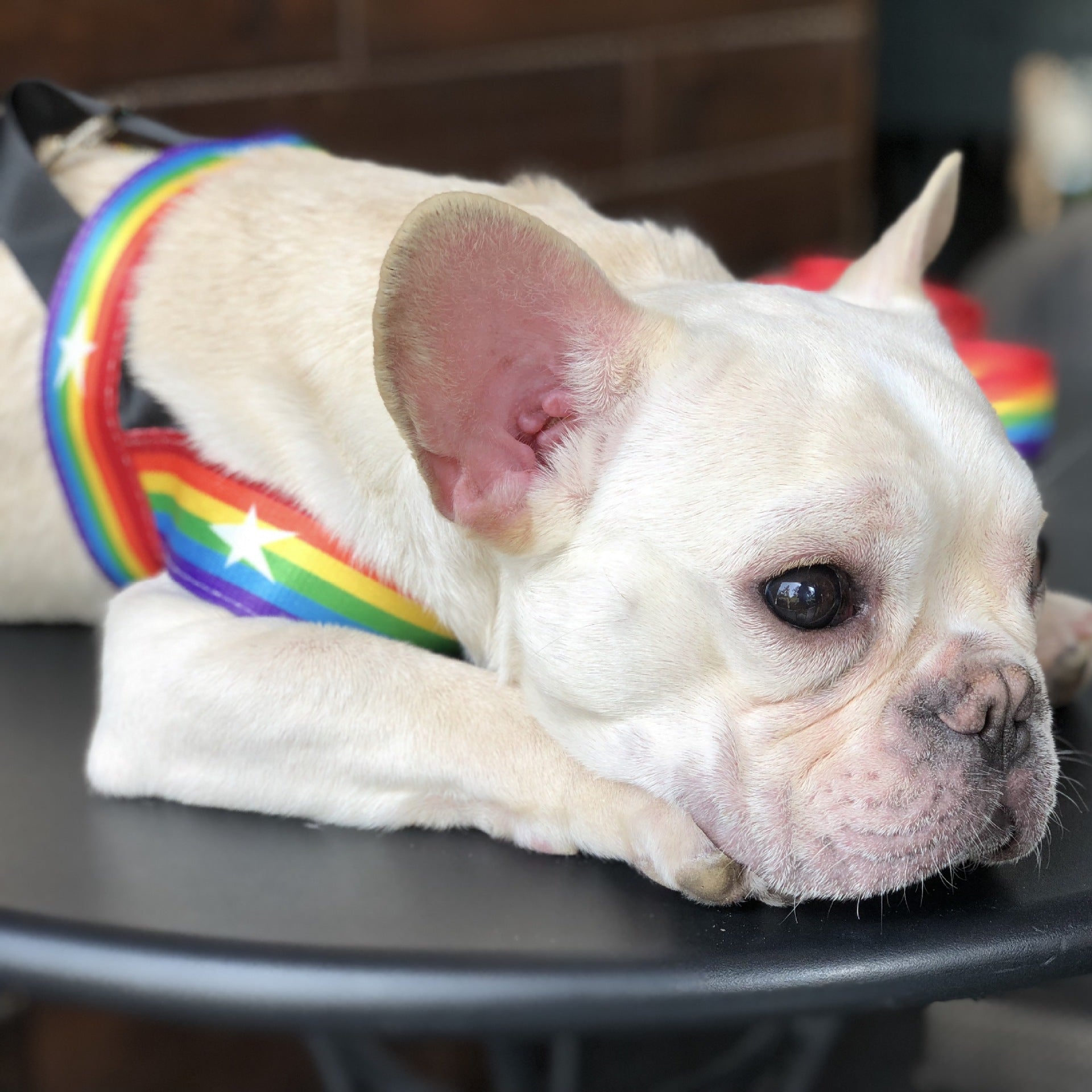 Pet Rainbow Style Cool Chain Leash