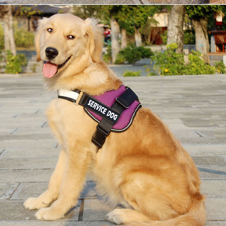 Pet Labrador Style Harness Leash Set