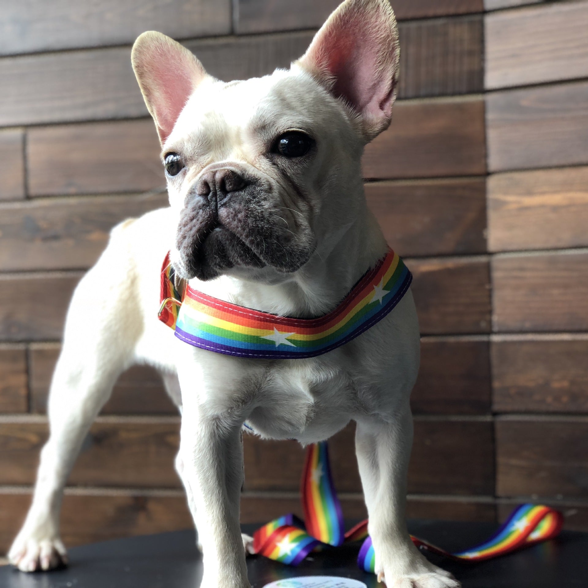 Pet Rainbow Style Cool Chain Leash