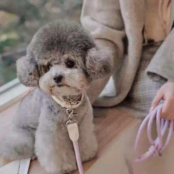 Leather Handheld Pet Collar And Leash Set