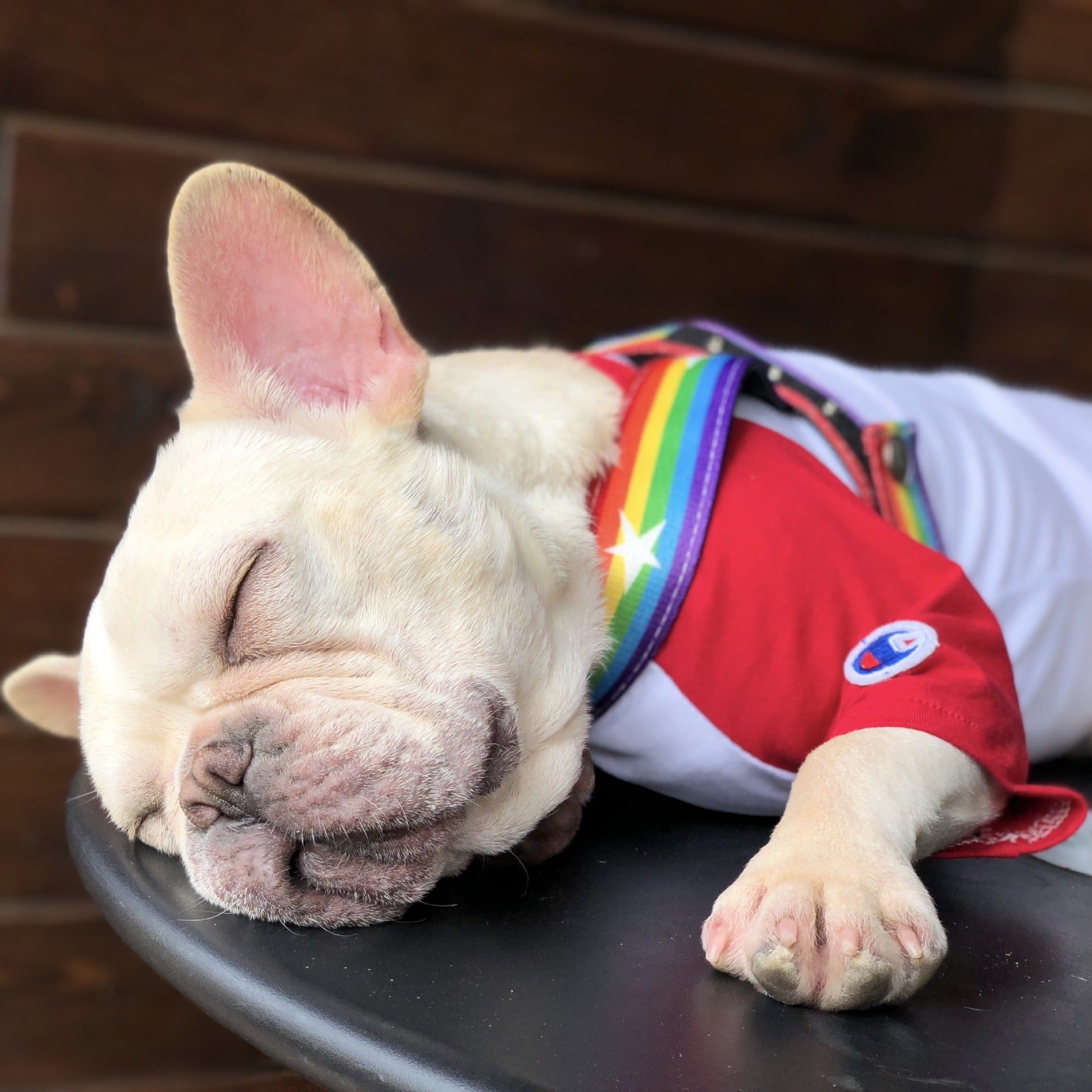Pet Rainbow Style Cool Chain Leash