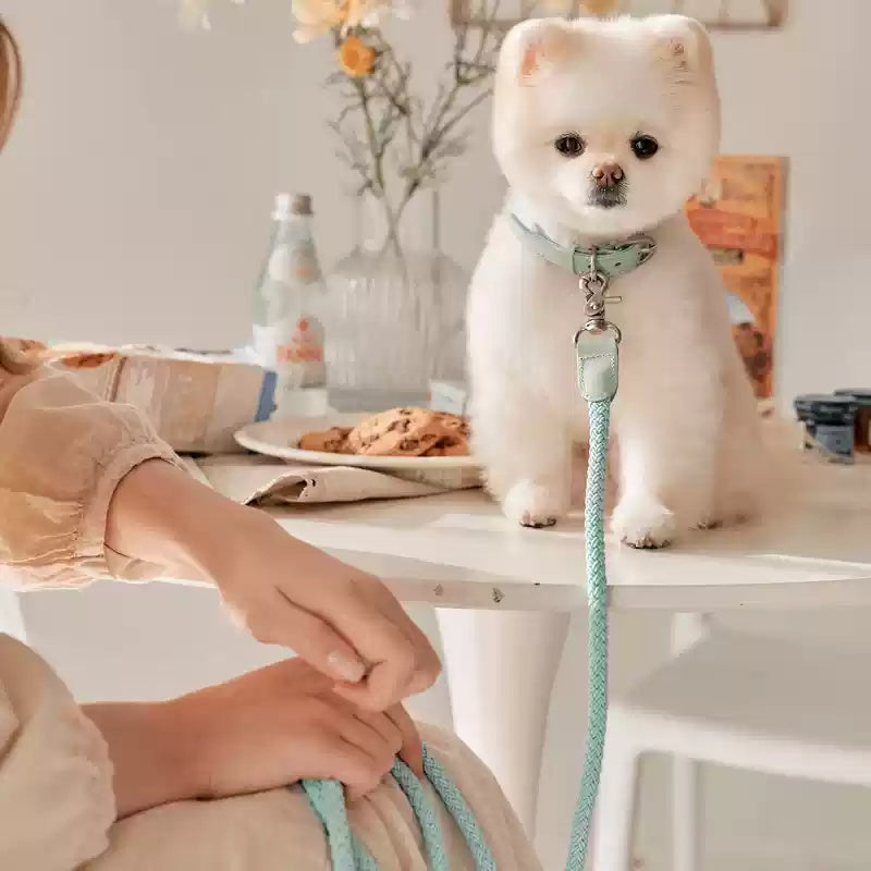 Leather Handheld Pet Collar And Leash Set
