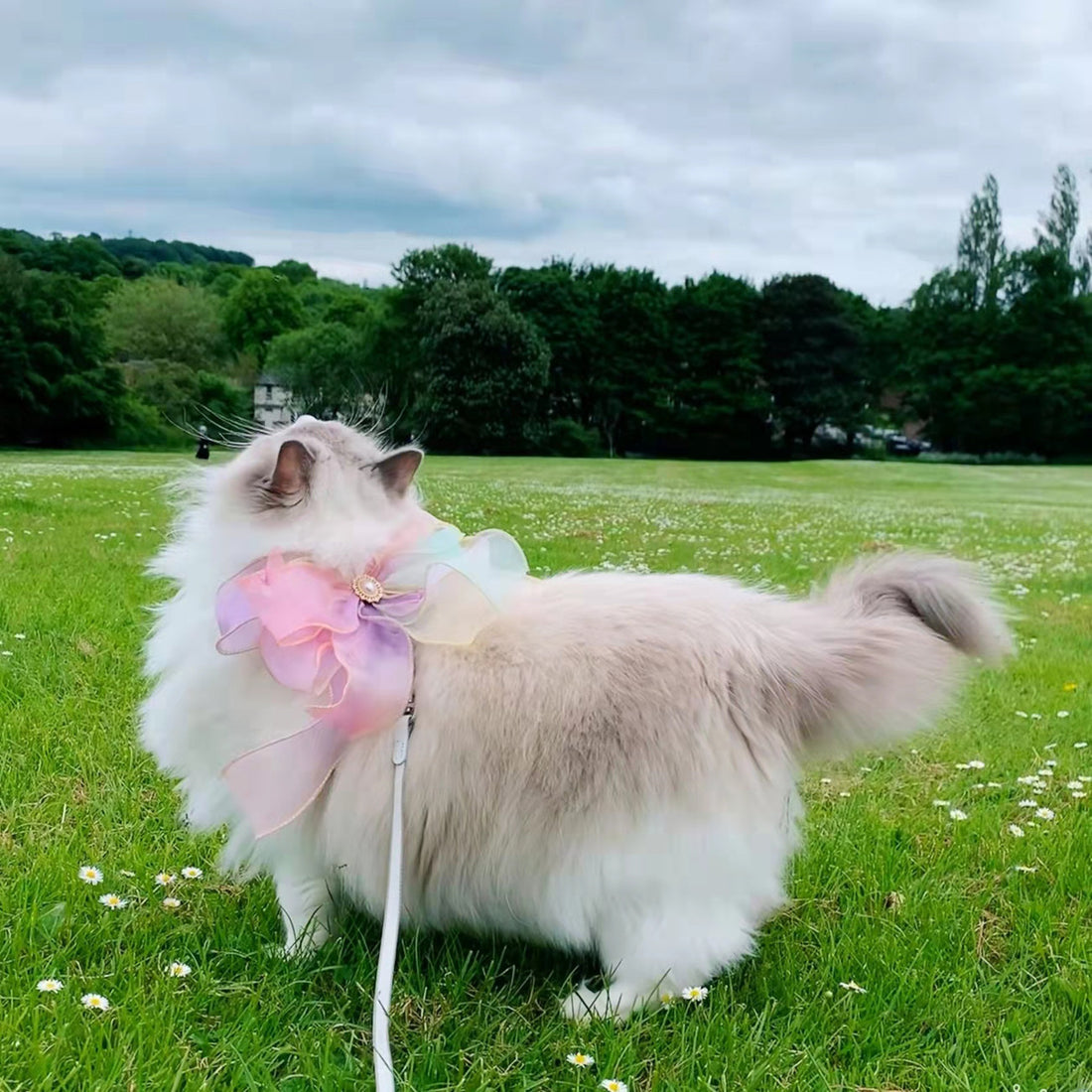 Butterfly Design Retractable Break-Free Pet Leash