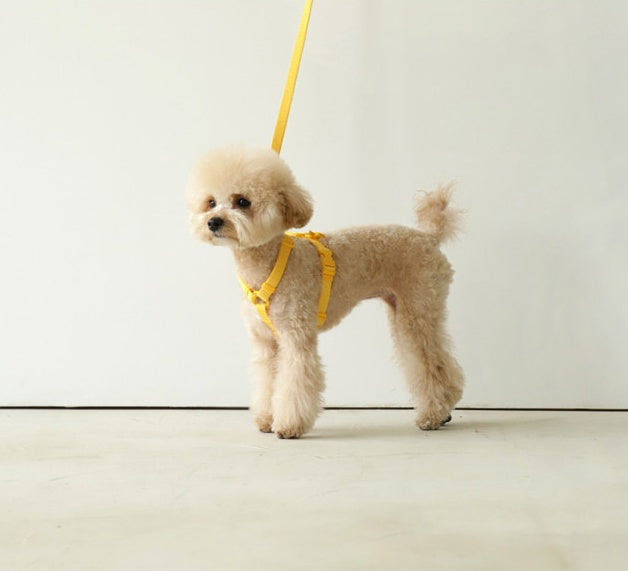 Pet Macaron Style Fashion Leash